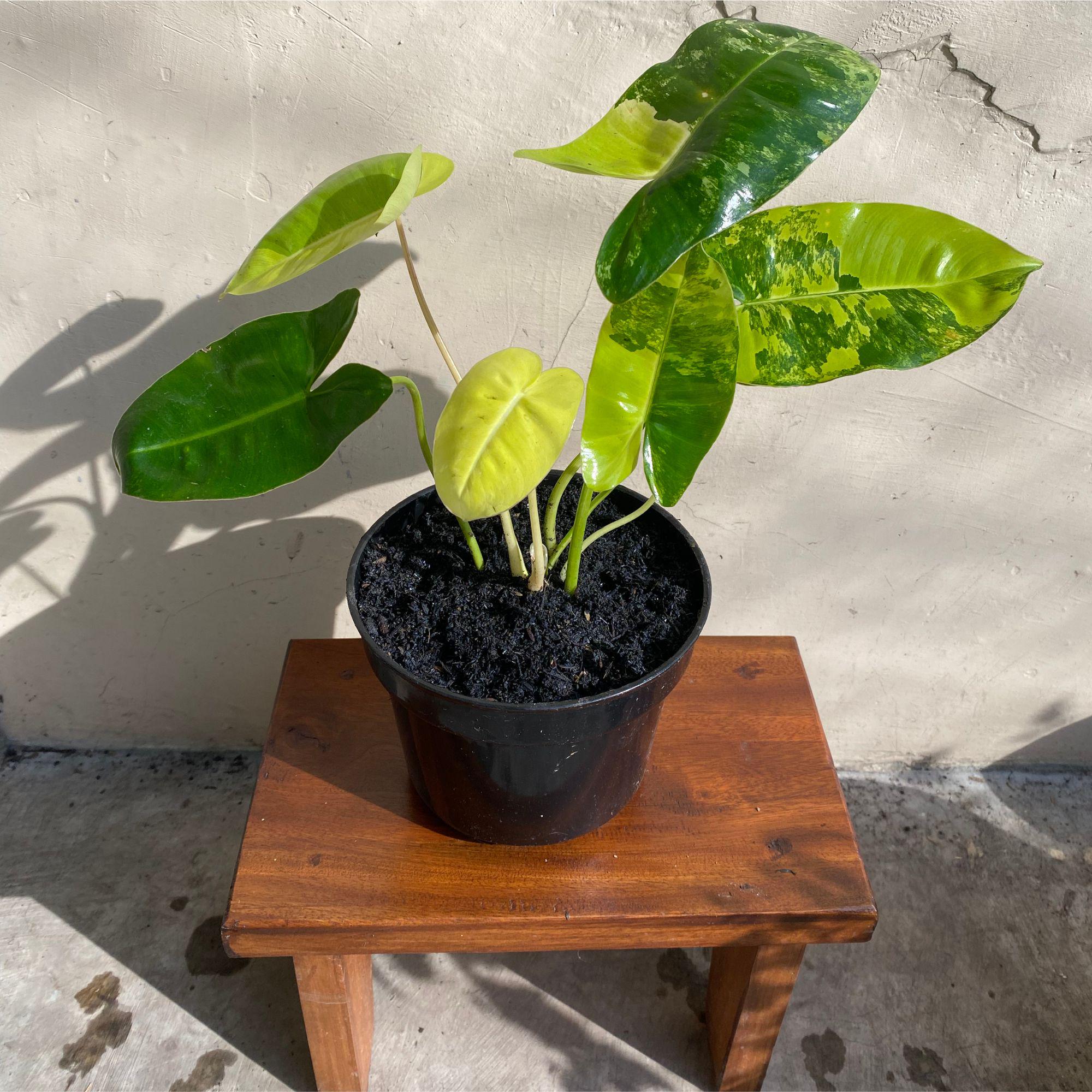 Monstera Burle Marx Variegata - Etsy