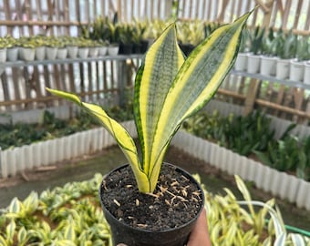 Rare Sansevieria La Rubia in a Nursery Pot - Gold Color Snake Plant- Live  Houseplant - Air Purifying Plant - Yellow Snake Plant - Etsy