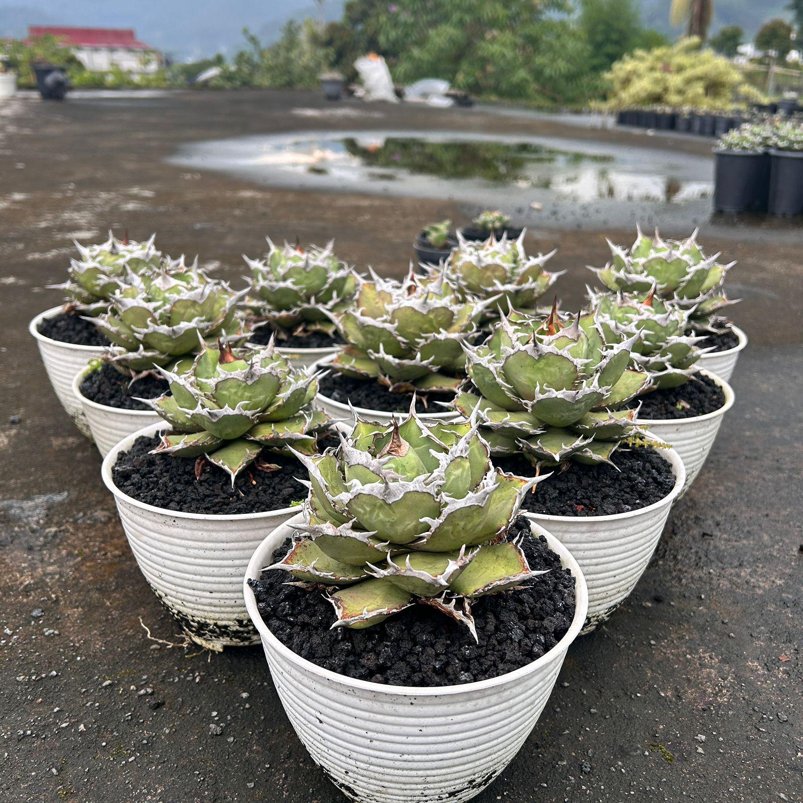 Agave Titanota FO 76 Live Plant, Blue and Spiky Succulent, Rare