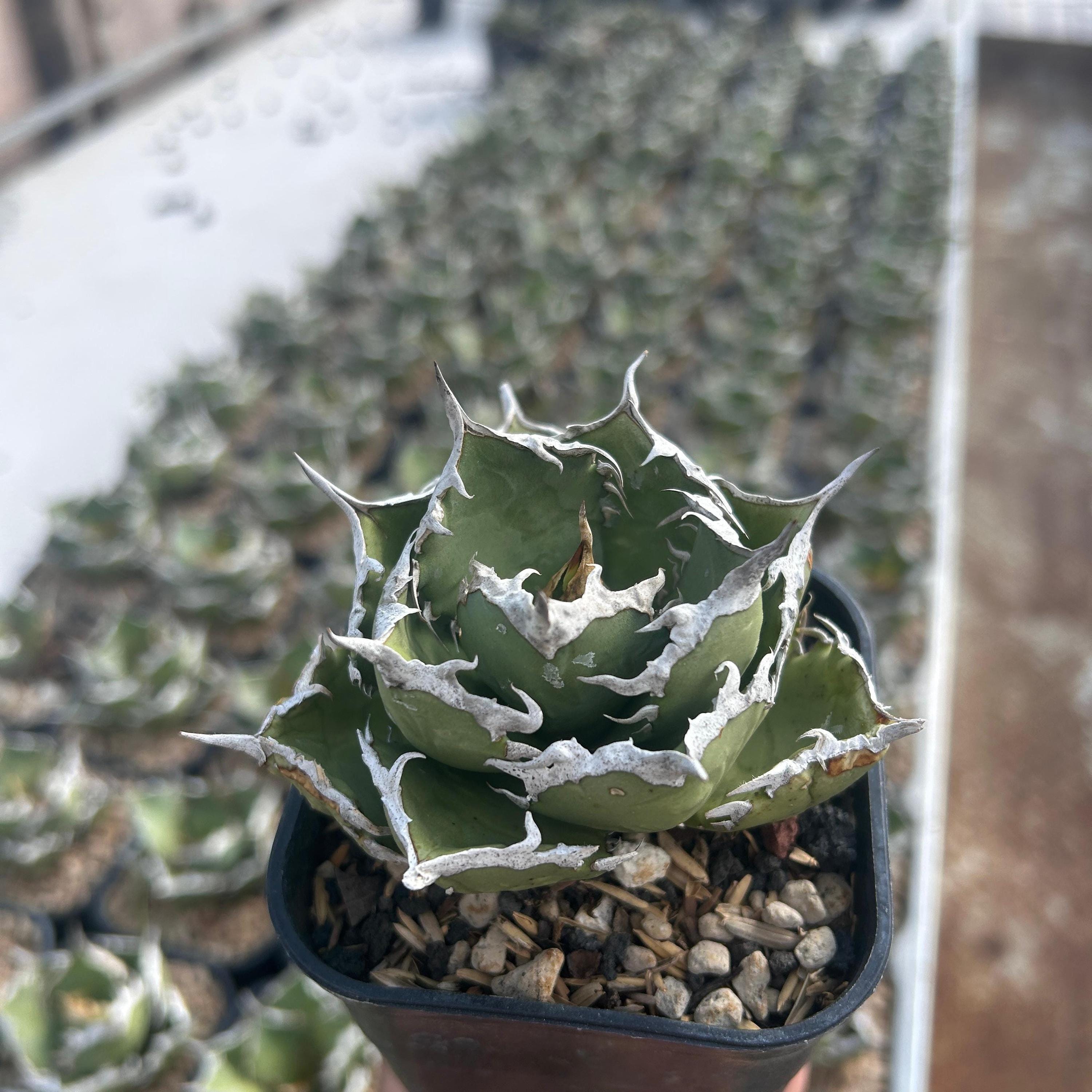 Agave Titanota FO 76 Live Plant, Blue and Spiky Succulent, Rare