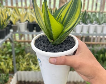 Sansevieria Parva Lancet White Variegated Rare Snake Plant - Etsy