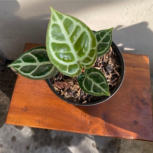 Anthurium Dorayaki x Magnificum Live Plant, Rare Hybrid Aroid, Round Velvety Leaf