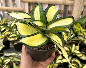 サンセベリア ブルークローン 斑入り ユニークフォーム サンセベリア