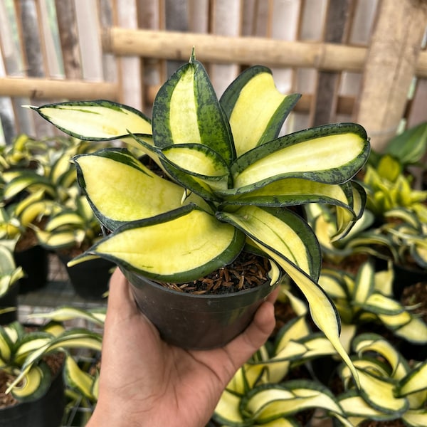 Sansevieria Golden Wendys, Snake Plant, Variegated Sansevieria Plants, Air Purifying Plants, Unique Indoor Plant