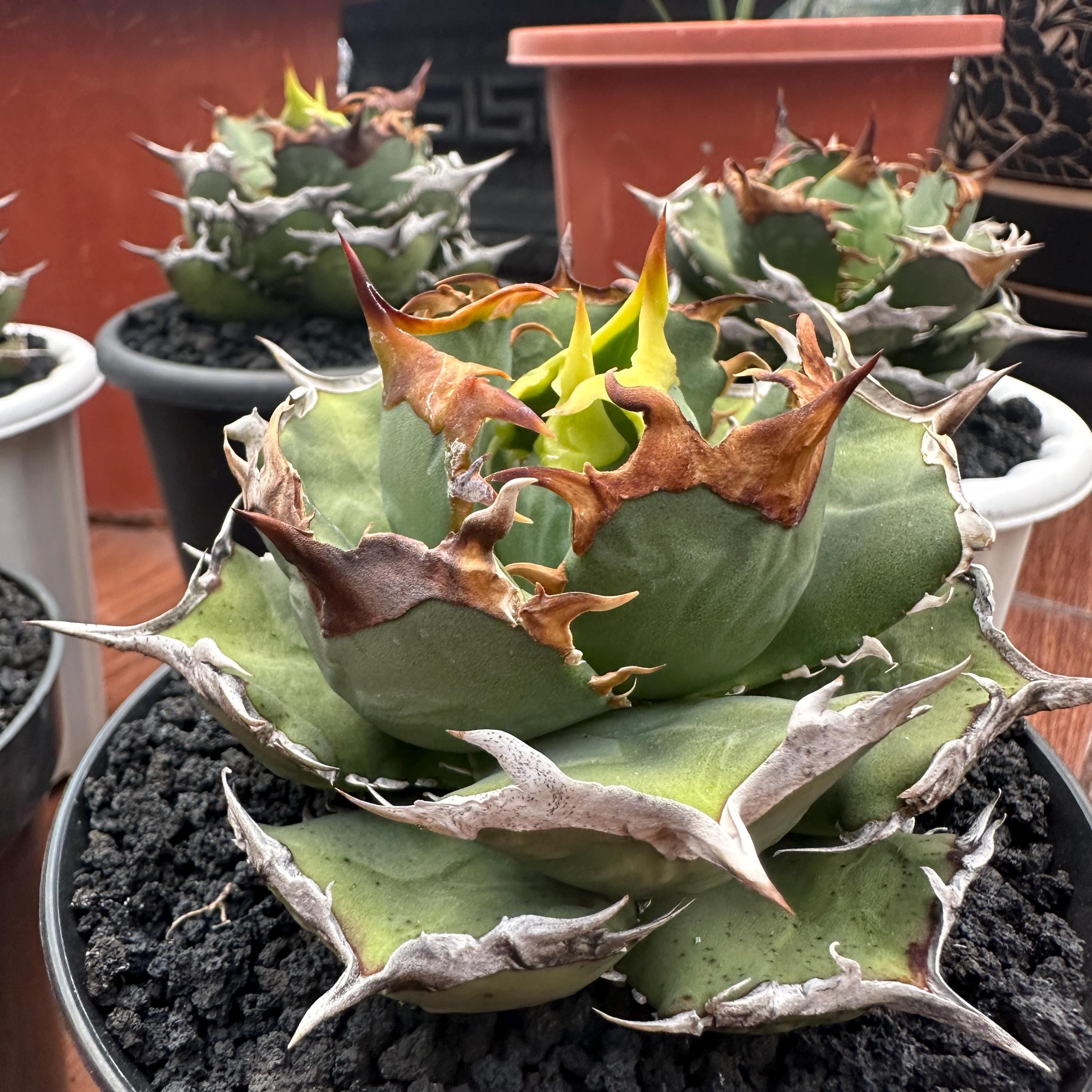 Agave Titanota FO 76 Live Plant, Blue and Spiky Succulent, Rare