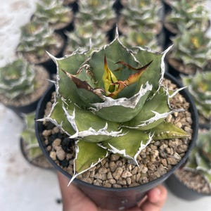 Agave Titanota FO 76 Lebende Pflanze, blaue und stachelige Sukkulente, seltene Pflanze für Sammler, Innen- und Außenpflanzendekor