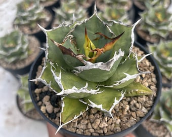 Agave Titanota 'caesar' - アガベ チタノタ “シーザー” - 凱撒嚴龍