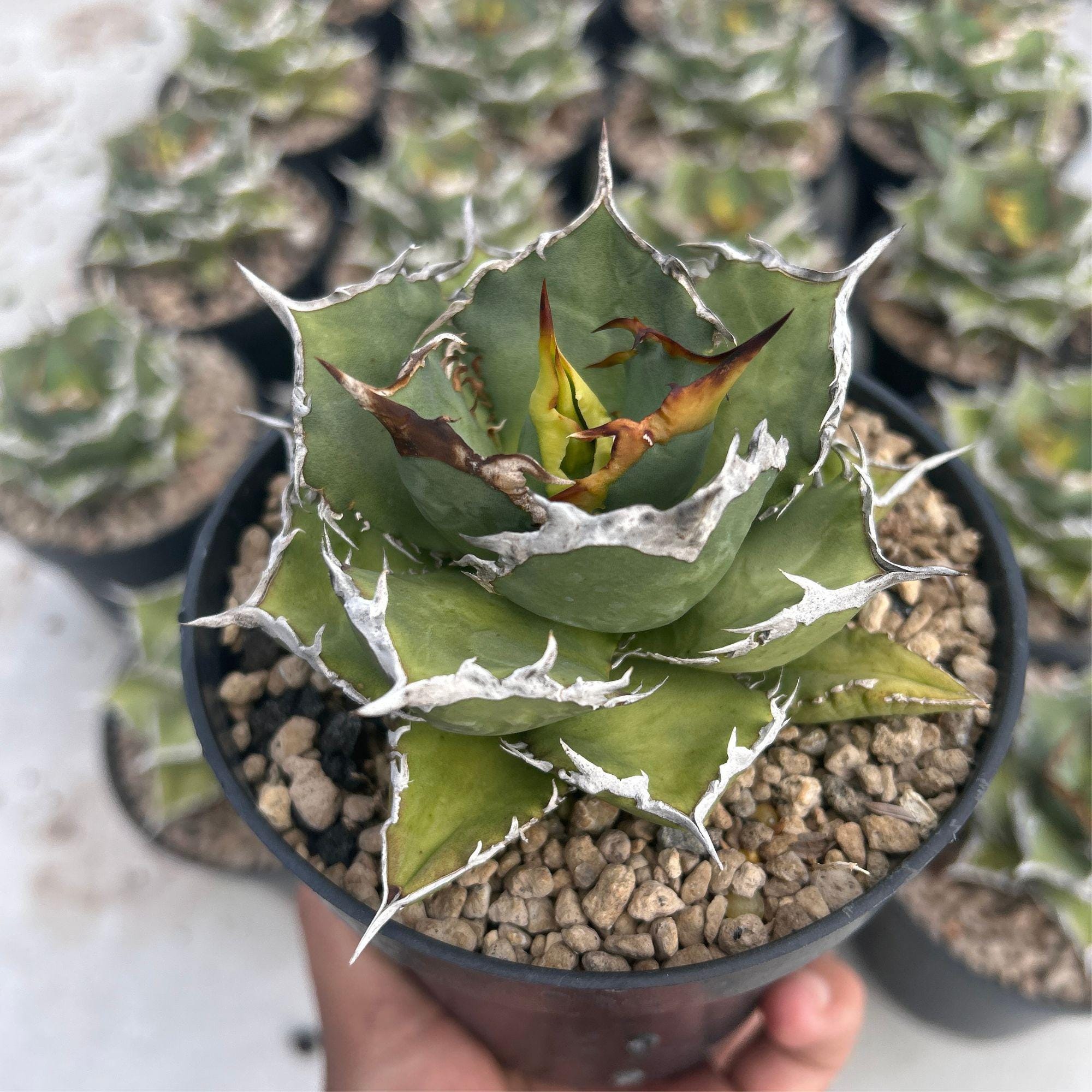 アガベ ポタトルム グローライト　中斑 アガベ：ポタトラム 雷神錦黄中斑 5号鉢植え23-01 の通販 | 園芸