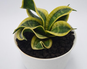 Sansevieria Trifasciata Hahnii Tsunami, Dwarf Snake Plant, Live Indoor Plant