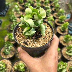 Hoya Compacta, Hindu Rope Plant, Live Potted Houseplant