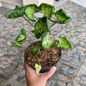 Könnte beinhalten: Eine Topfpflanze der Gattung Caladium mit großen, herzförmigen Blättern. Die Blätter sind leuchtend grün mit hellgrünen und weißen Variationen. Die Pflanze steht in einem schwarzen Plastiktopf, der mit Erde und Mulch gefüllt ist.