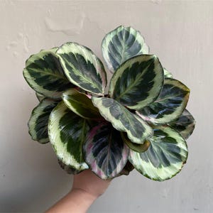 Calathea merak - Etsy sterreich