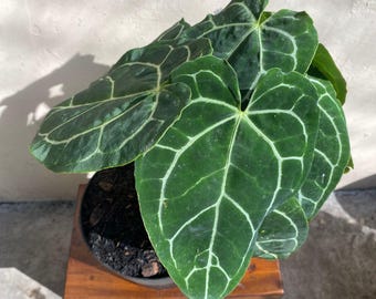 Anthurium Crystallinum Live Plant, Velvety Crystal Vein Aroid, Collector Houseplant, Perfect Gift for Plant Lovers