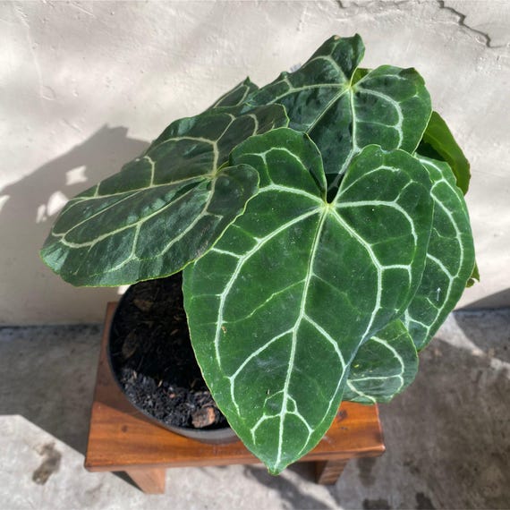 Anthurium Crystallinum Live Plant, Velvety Crystal Vein Aroid, Collector  Houseplant, Perfect Gift for Plant Lovers