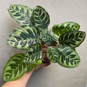 Peacock calathea - Etsy.de