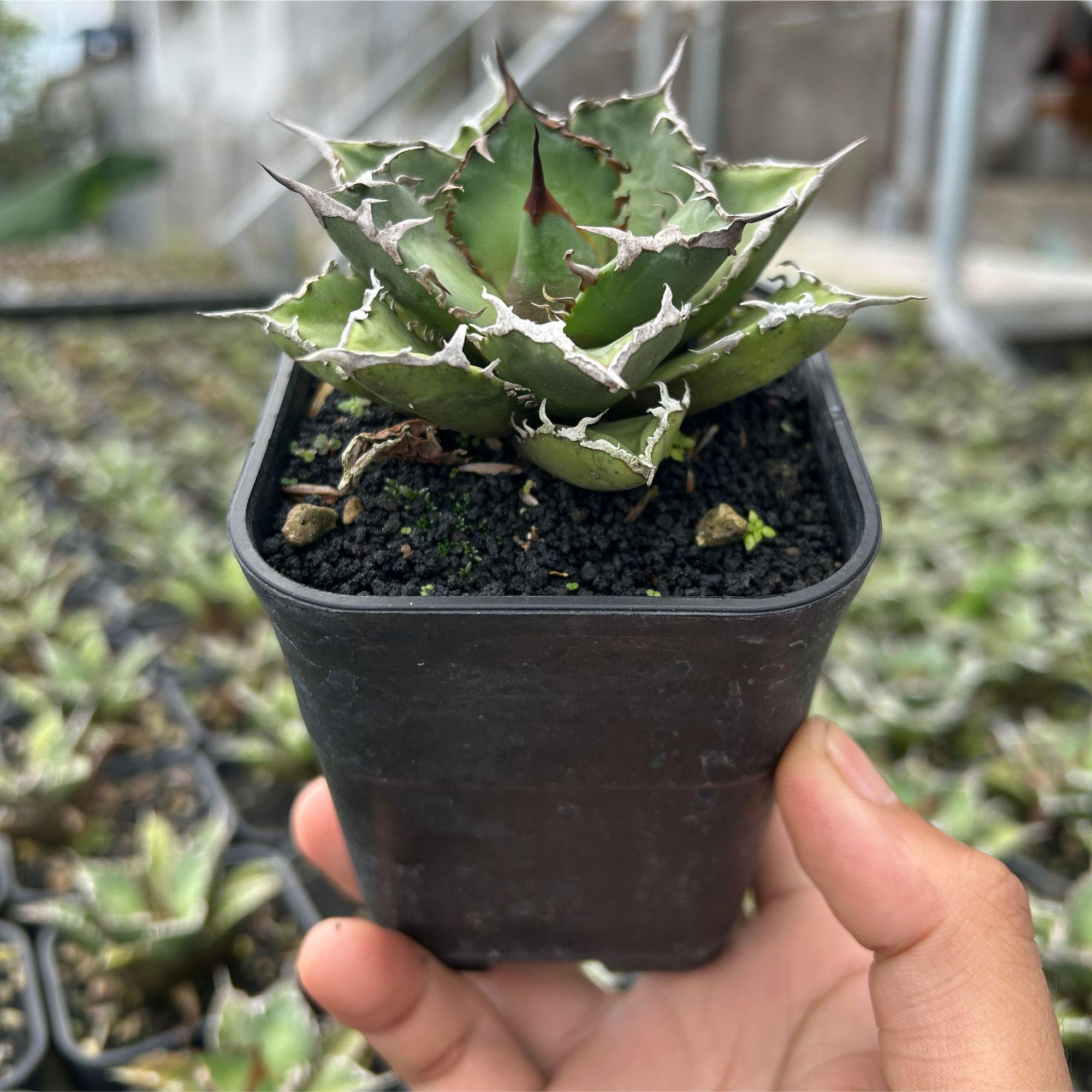 Agave Titanota FO 76 Live Plant, Blue and Spiky Succulent, Rare