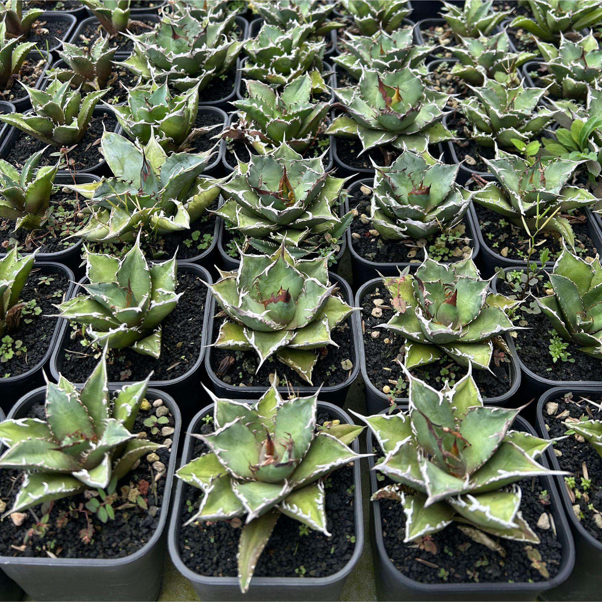 Agave Titanota FO 76 Live Plant, Blue and Spiky Succulent, Rare