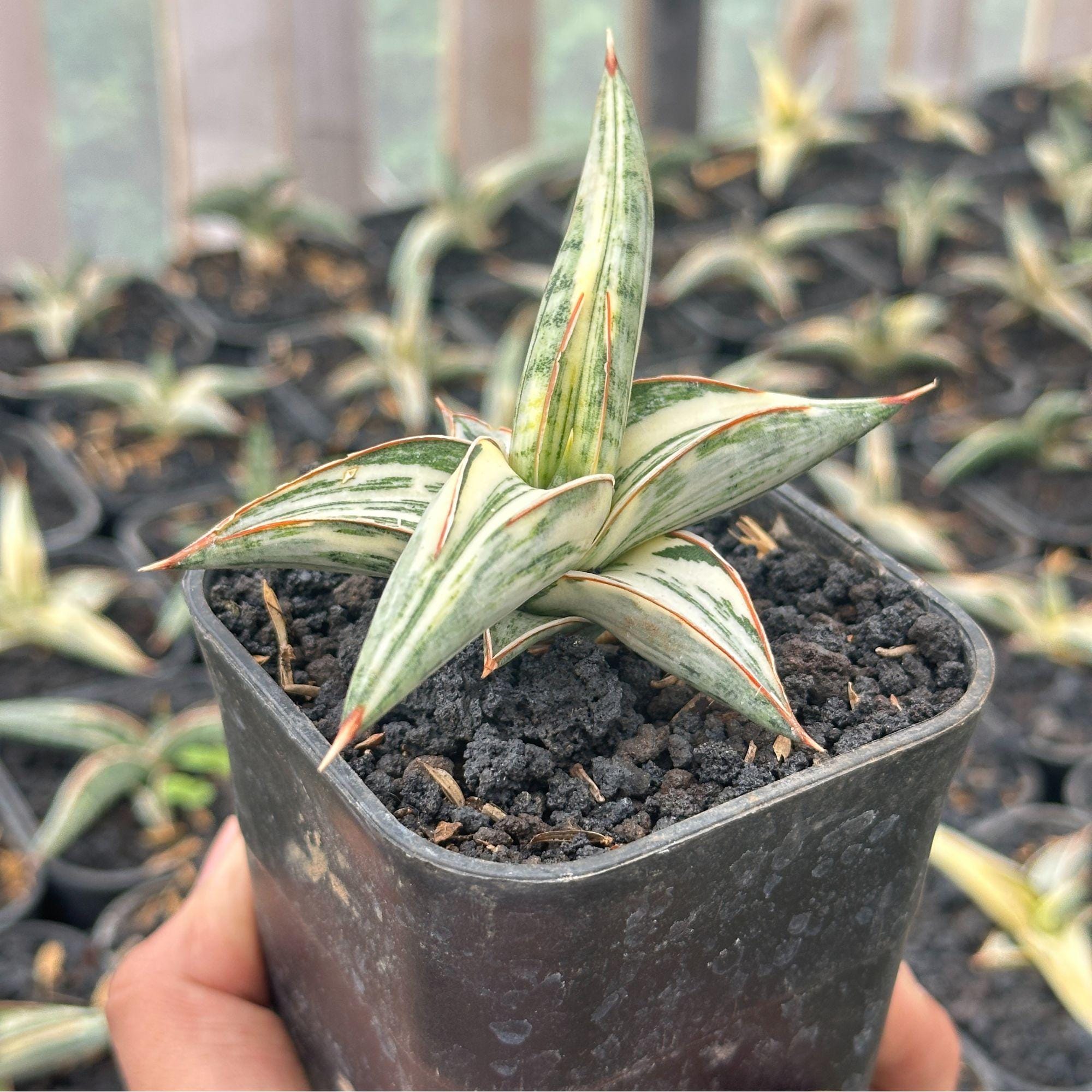 Sansevieria Blue Clone White Variegated, Lavranos 1970, Rare Plant