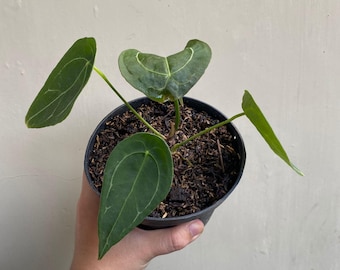 Anthurium Forgetii, Live Houseplant, Velvet Leaf Aroid, No-Sinus Anthurium, Collector Plant, Tropical Indoor Plant, Unique Plant, Plant Gift