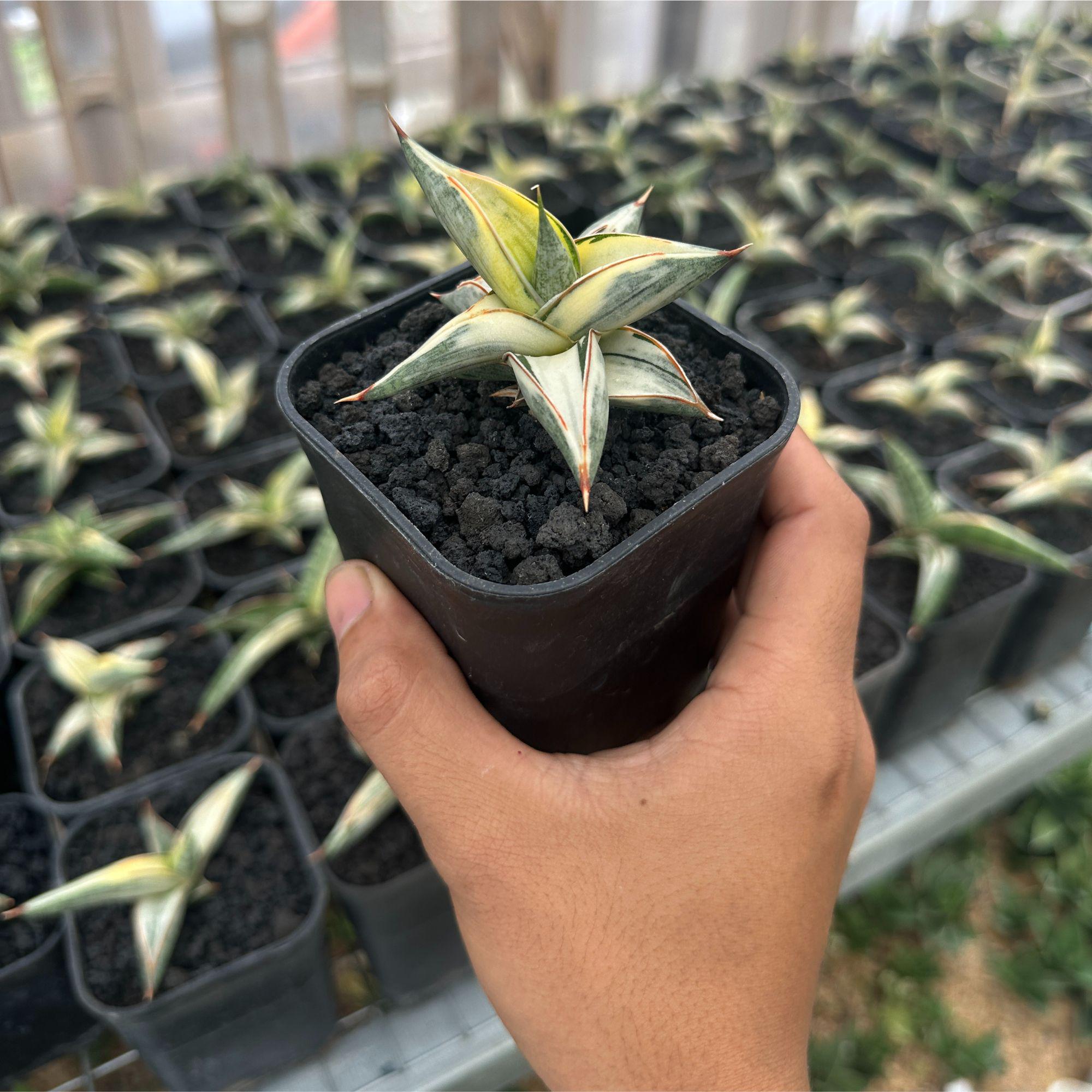 Sansevieria Blue Clone White Variegated, Lavranos 1970, Rare Plant