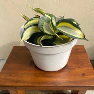 Sansevieria Golden Wendys, Snake Plant, Variegated Sansevieria Plants, Air Purifying Plants, Unique Indoor Plant