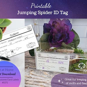 Naamplaatje springspin, afdrukbaar spinlabel, vivarium-ID-tag, onderhoudslabel ongewervelde dieren, INSTANT DOWNLOAD