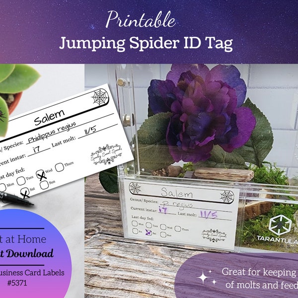 Jumping spider enclosure name tag, printable spider label, vivarium ID tag, invertebrate enclosure care label, INSTANT DOWNLOAD