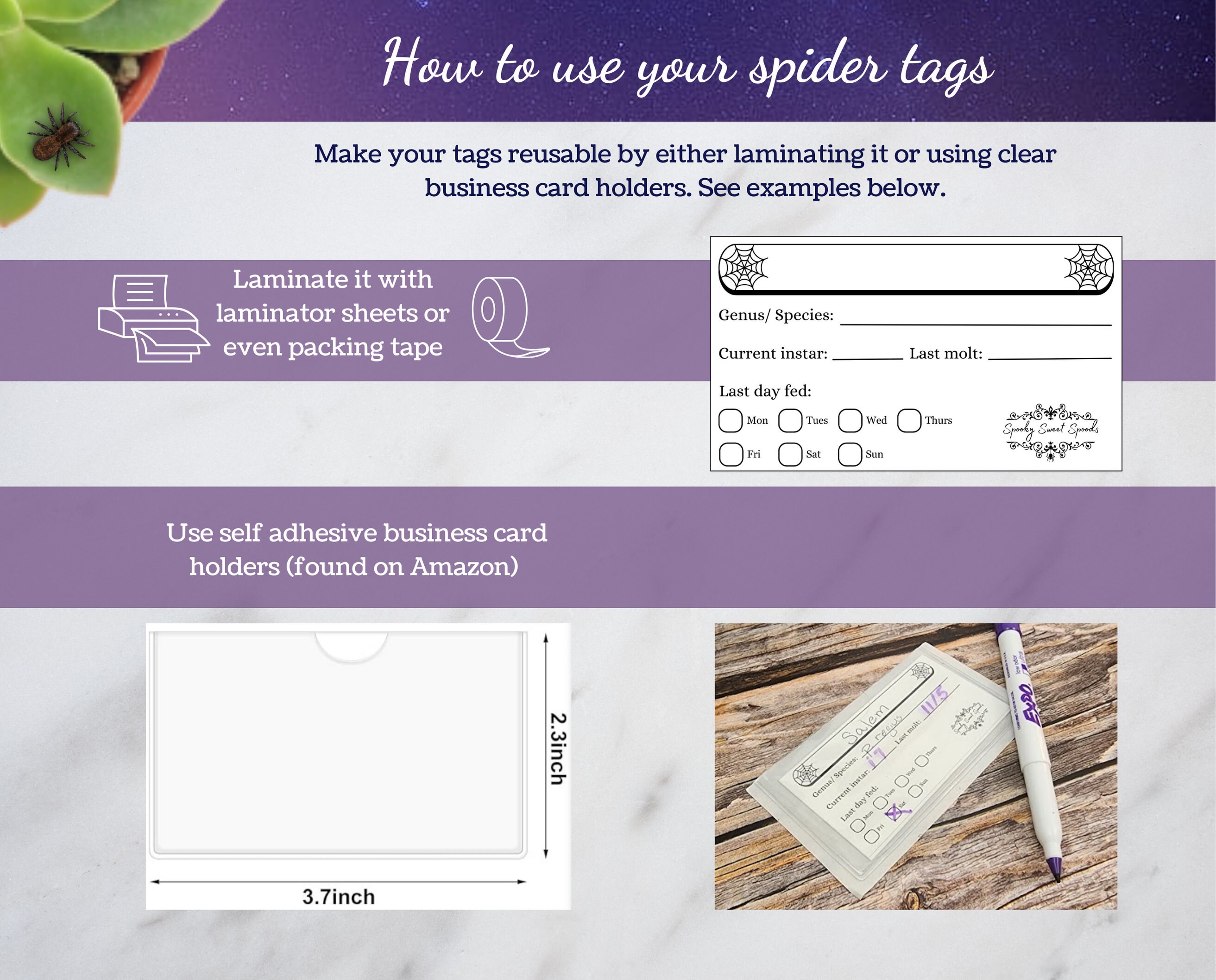 Jumping Spider Enclosure Name Tag, Printable Spider Label, Vivarium ID ...