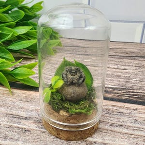 Könnte beinhalten: Eine transparente Glasglocke mit Korkboden, die eine kleine, graue, texturierte Spinnenfigur auf einem glatten braunen Stein enthält. Das Innere ist mit grünem Moos und zwei grünen Blättern dekoriert und bildet ein Miniatur-Display.