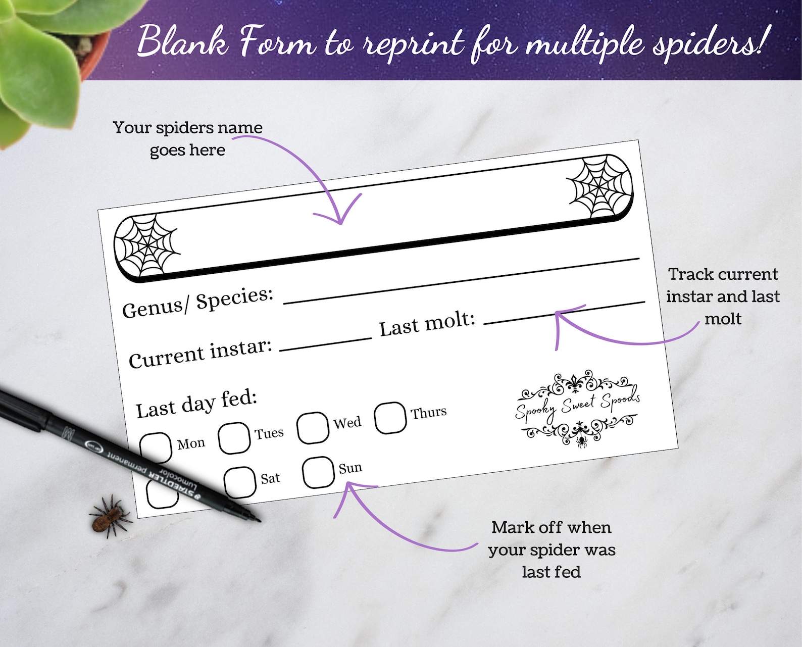 Jumping Spider Enclosure Name Tag, Printable Spider Label, Vivarium ID ...