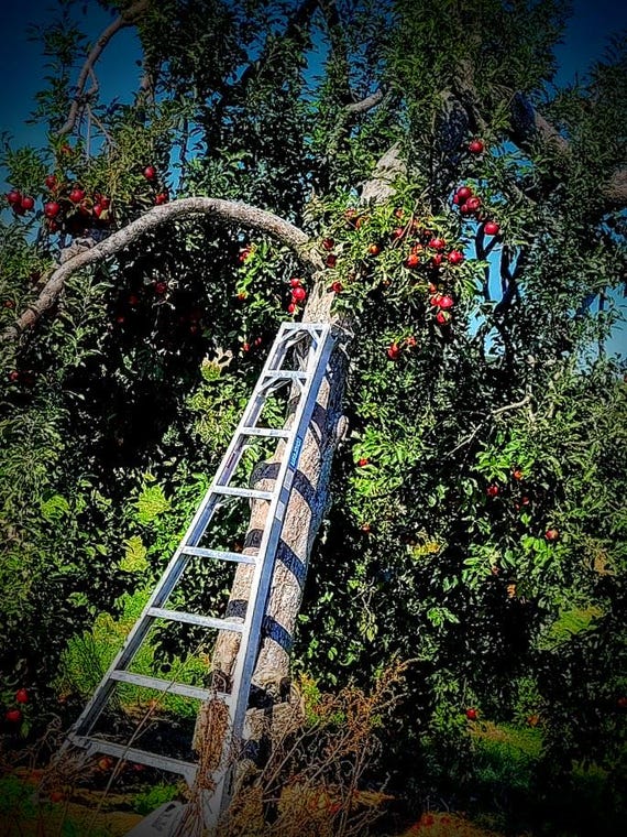 Lazy Afternoon Picking Apples Photographic Stationary Card