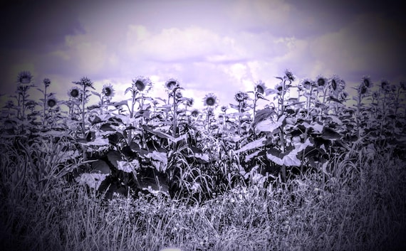 Photographic Stationary Cards, "One Day", Original Photography