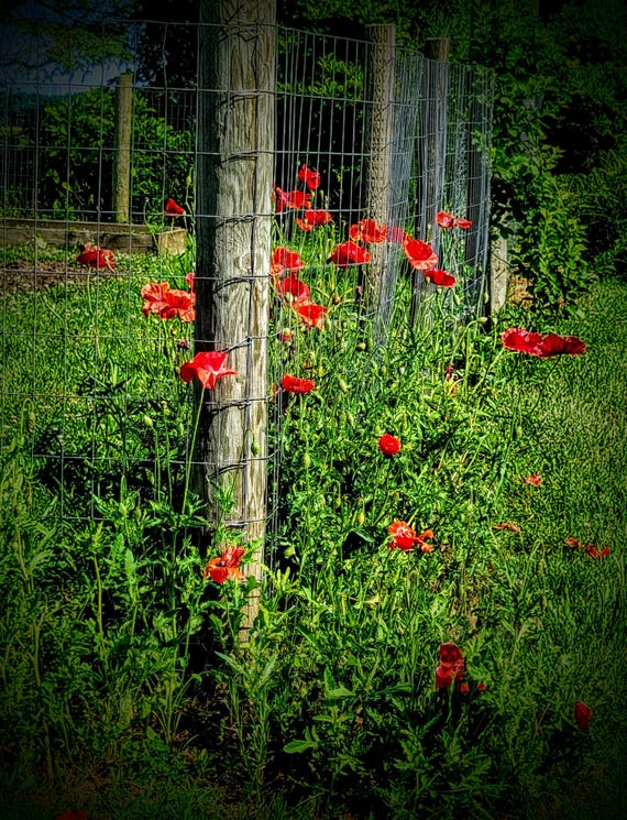 Photographic Stationery Cards, "Poppies", Original Photography