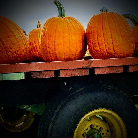 Photographic Stationery Cards, "Harvest", Original Photography