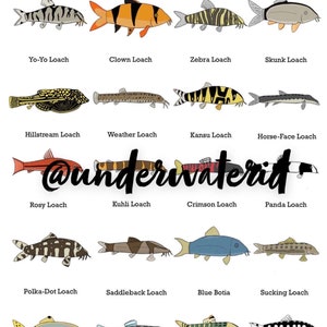 Loaches Fish ID Wall Art: Fishtank Decoration Print (buy one get any free)