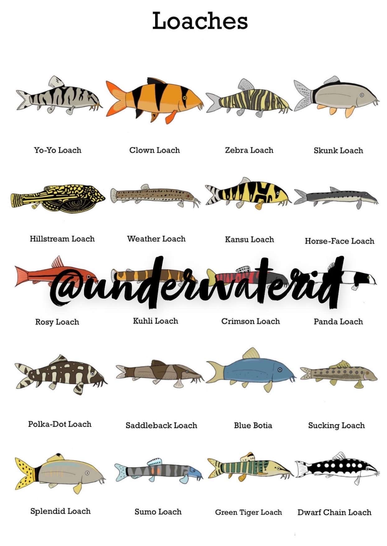 Types Of Loaches 