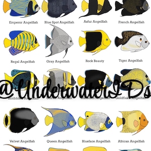 Fish ID Wall Art - Saltwater Angelfish (Buy one get any other print free!) Fishtank decoration, great for ID’ing pet fish.