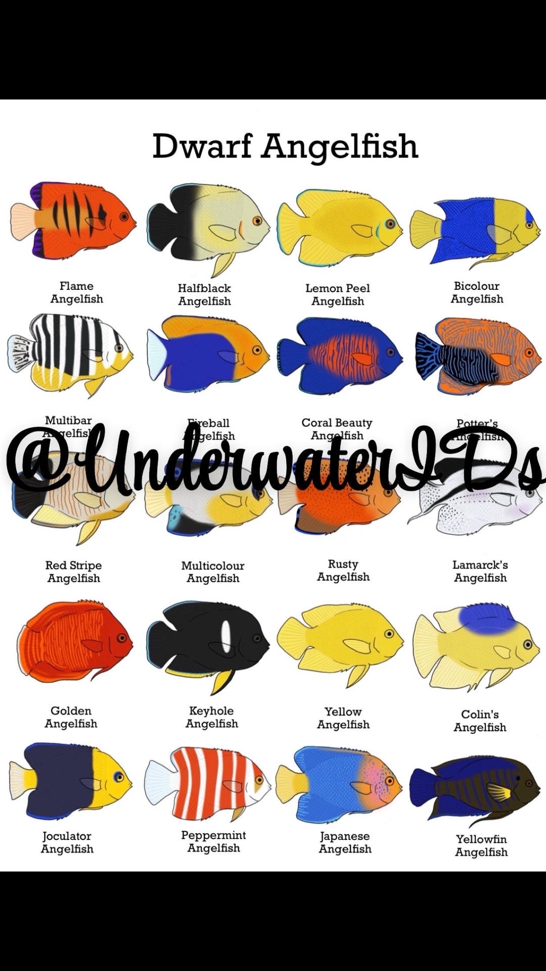 Dwarf Angelfish ID Print: Fishtank Decoration (buy One Get Any Free ...
