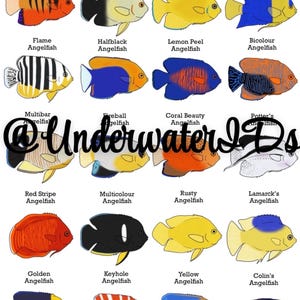 Fish ID Wall Art - Dwarf Angelfish (Buy one get any other print free!) Fishtank decoration, great for ID’ing pet fish