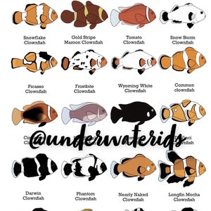 Puede incluir: Un gráfico con diferentes tipos de peces payaso, con ilustraciones de cada tipo. El gráfico incluye el nombre común de cada pez payaso, como el pez payaso copo de nieve, el pez payaso marrón de rayas doradas, el pez payaso tomate, el pez payaso tormenta de nieve, el pez payaso Picasso, el pez payaso escarcha, el pez payaso blanco de Wyoming, el pez payaso común, el pez payaso Darwin, el pez payaso fantasma, el pez payaso casi desnudo, el pez payaso moca de aleta larga, el pez payaso medianoche, el pez payaso Clarkii, el pez payaso tormenta negra y el pez payaso Sebae.