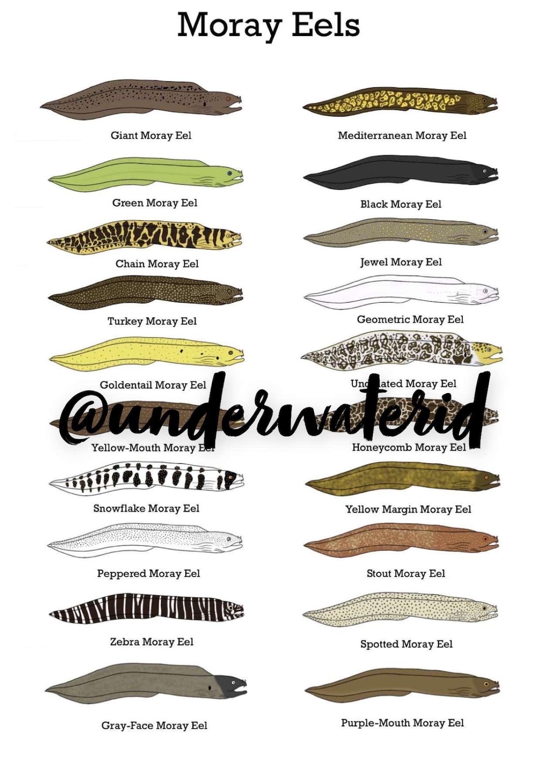 Moray Eel ID Chart: Fish Tank Decor Print (buy One Get Any Free) - Etsy