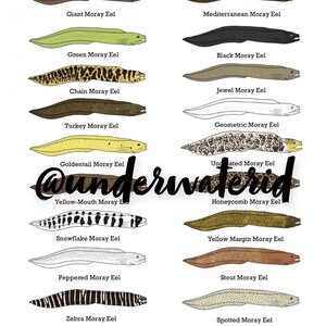 Fish ID Wall Art - Moray Eels (Buy one get any other print free!) Fishtank decoration, great for ID’ing pet fish.