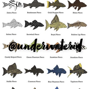 Fish ID Wall Art - Plecos (Buy one get any other print free!) Fishtank decoration, great for ID’ing pet fish.