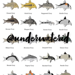 Fish ID Wall Art - Corydoras (Buy one get any other print free!) Fishtank decoration, great for ID’ing pet fish.