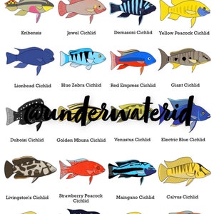 Impression d&#39;identification de poissons de cichlidés africains : décoration colorée d&#39;aquarium (achetez-en un, recevez-en un gratuit)