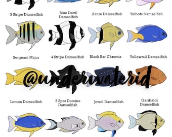 Fish ID posters- Damselfish (Buy one get 2 free!) Fishtank decoration, great for ID’ing pet fish.