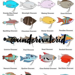 Fish ID Wall Art - Gourami’s (Buy one get any other print free!) Fishtank decoration, great for ID’ing pet fish.
