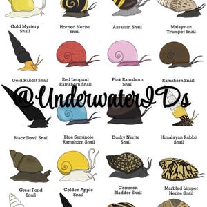Può includere: Un grafico di lumache d'acqua dolce con illustrazioni di ogni tipo. Le lumache sono etichettate con i loro nomi comuni, come Lumaca Mistero Dorata, Lumaca Nerite Cornuta, Lumaca Assassina, Lumaca Tromba Malese, Lumaca Coniglio Dorata, Lumaca Ramshorn Leopardo Rosso, Lumaca Ramshorn Rosa, Lumaca Ramshorn, Lumaca Diavolo Nero, Lumaca Ramshorn Seminole Blu, Lumaca Nerite Scura, Lumaca Coniglio Himalayana, Lumaca Stagno Grande, Lumaca Mela Dorata, Lumaca Vescica Comune, Lumaca Nerite Limpet Marmorizzata, Lumaca Ercole Bianca, Lumaca Coniglio Macchiata Gialla, Lumaca Nerite Zebra e Lumaca Errante.