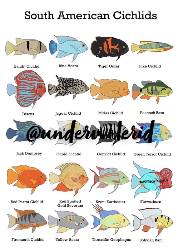 Fish ID Posters South American Cichlids buy One Get 2 Free