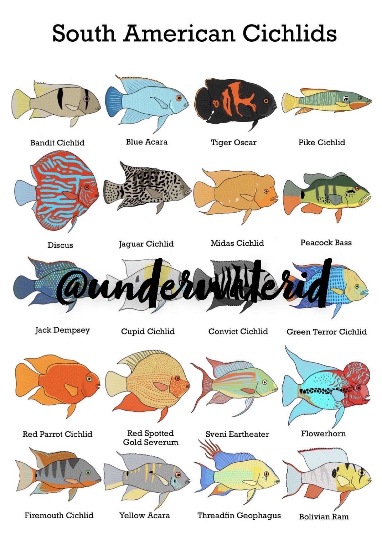Fish ID posters- South American Cichlids (Buy one get 2 free!) Fishtank  decoration, great for ID’ing pet fish.